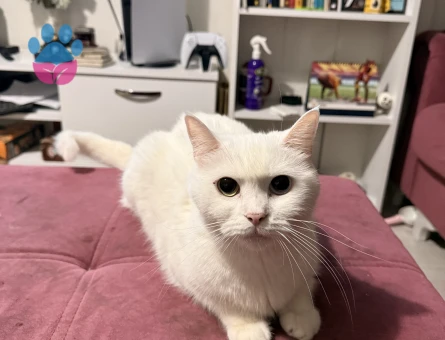 1,5 Yaşındaki British Van Kedimi Sahiplendirmek İstiyorum