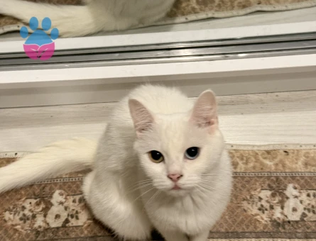 1,5 Yaşındaki British Van Kedimi Sahiplendirmek İstiyorum