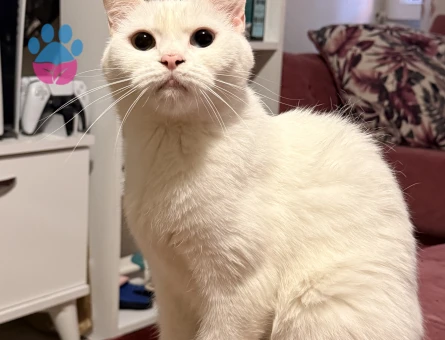 1,5 Yaşındaki British Van Kedimi Sahiplendirmek İstiyorum