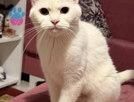 1,5 Yaşındaki British Van Kedimi Sahiplendirmek İstiyorum