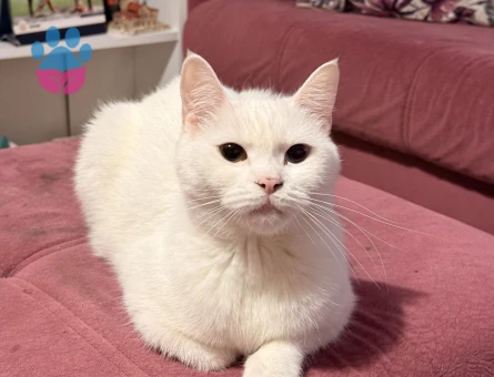 1,5 Yaşındaki British Van Kedimi Sahiplendirmek İstiyorum