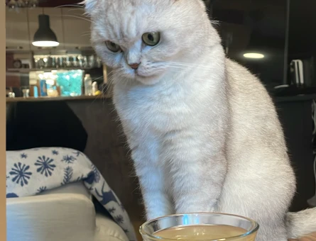 Scottish fold