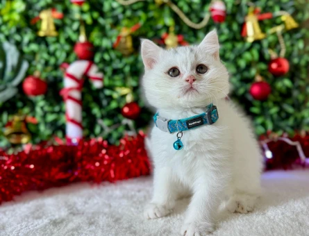 British Shorthair Beyaz Erkek 2 Aylık