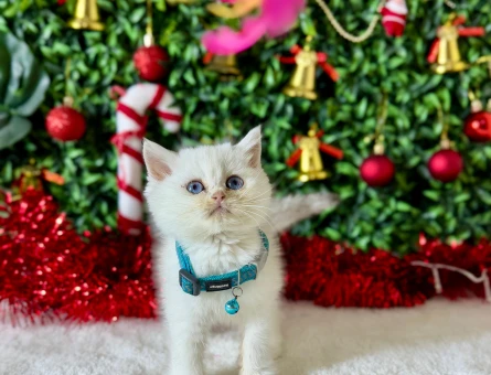 Muhteşem British Shorthair Boncuk Göz 2 Aylık Erkek