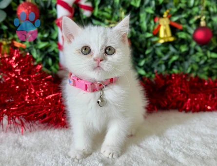 2 Aylık British Shorthair Dişi Yavrumuz Yuvasını Arıyor