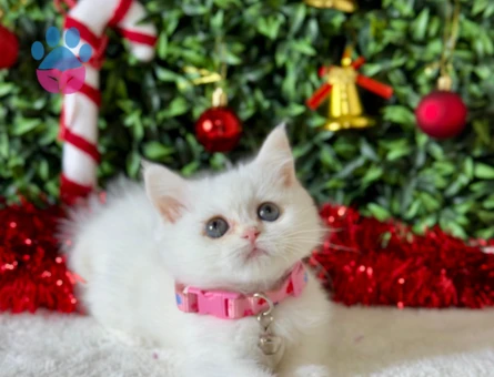 British Shorthair Minnoş 2 Aylık Dişi