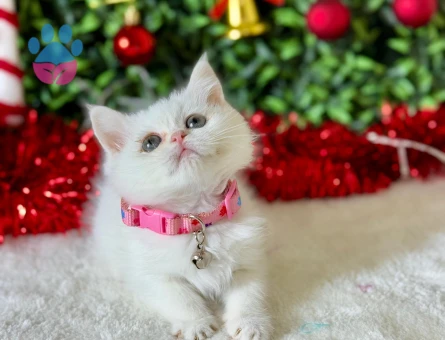 British Shorthair Minnoş 2 Aylık Dişi