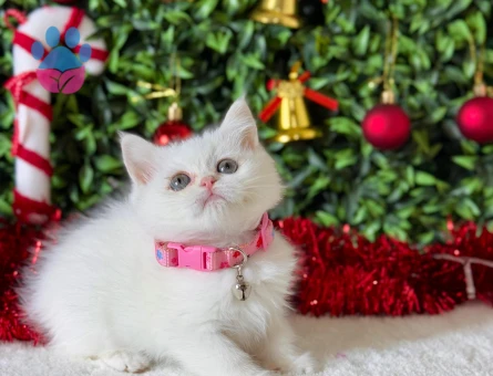 British Shorthair Minnoş 2 Aylık Dişi