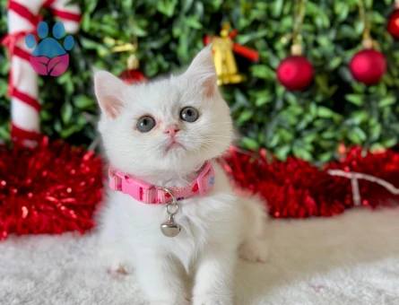 British Shorthair Minnoş 2 Aylık Dişi
