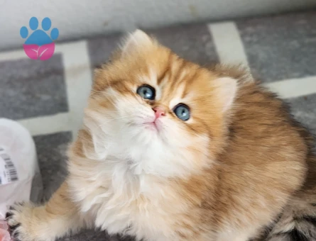 SAFKAN BRİTİSH SHORTHAİR,LONGHAİR GOLDEN BEBEKLER