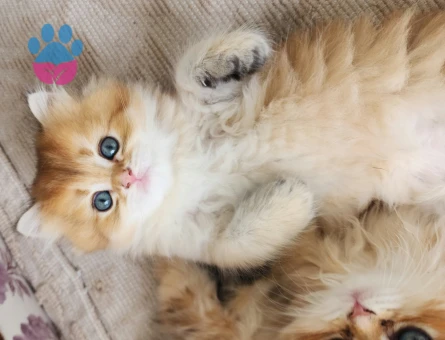 SAFKAN BRİTİSH SHORTHAİR,LONGHAİR GOLDEN BEBEKLER