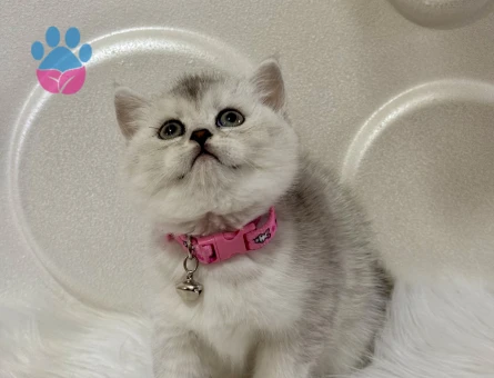 British Shorthair Silver Dişi 2 Aylık