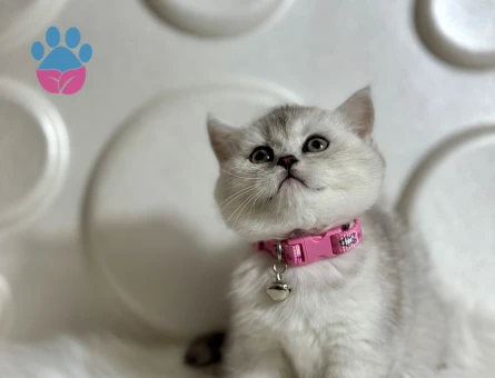 British Shorthair Silver Dişi 2 Aylık