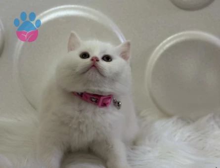British Shorthair Topaç Kafa Beyaz 2 Aylık