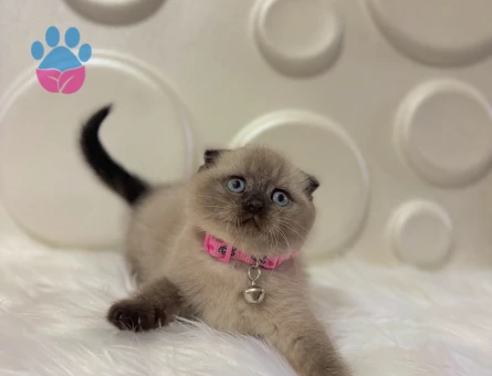 Scottish Fold Çikolata Point 2 Aylık
