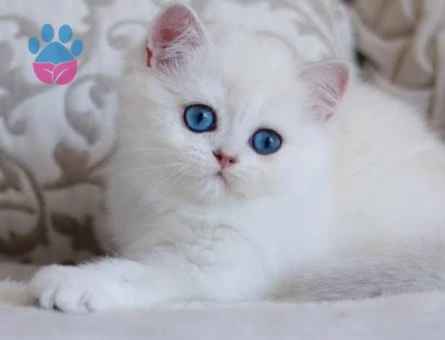 Kendi safkan kedilerimizin yavruları British Shorthair bebekler yuvalarını arıyor