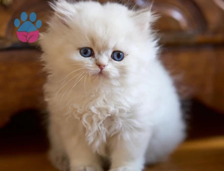 Kendi safkan kedilerimizin yavruları British Shorthair bebekler yuvalarını arıyor