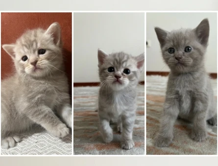 Anne British baba Scottish