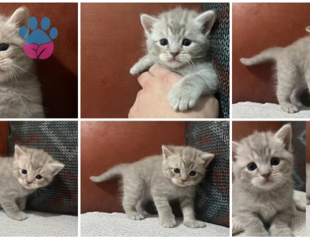 Anne British baba Scottish