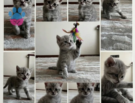 Anne British baba Scottish