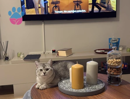 British Shorthair Silver Point 7 Aylık