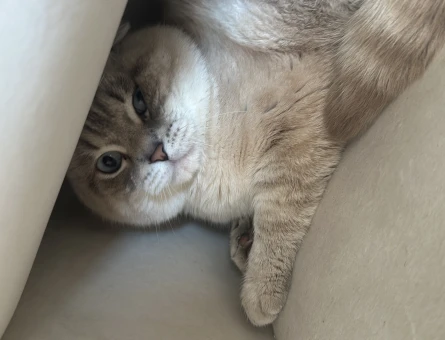 BLUE LYNX POİNT MAVİ GÖZLÜ ERKEK