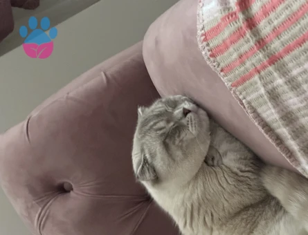 BLUE LYNX POİNT MAVİ GÖZLÜ ERKEK