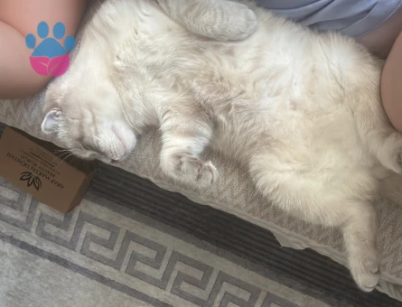 BLUE LYNX POİNT MAVİ GÖZLÜ ERKEK