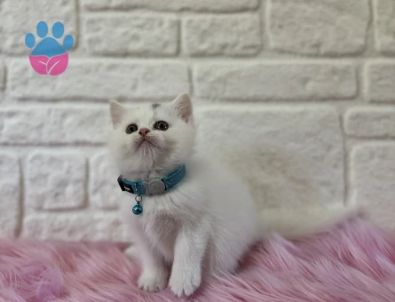 British Shorthair 2 aylık Erkek