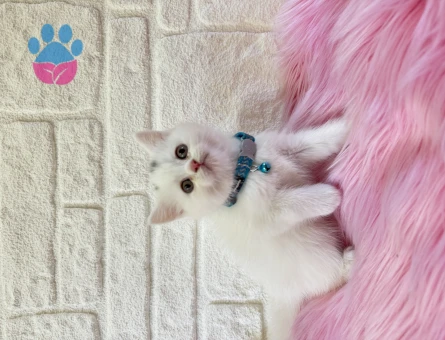 British Shorthair 2 aylık Erkek