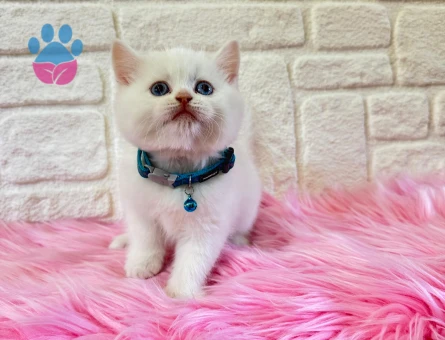 British Shorthair 2 Aylık Kar Beyazı Yavrumuz