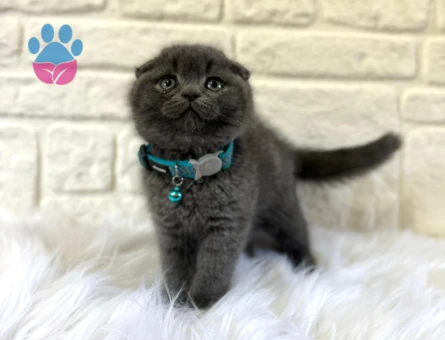 2 Aylık Scottish Fold Erkek