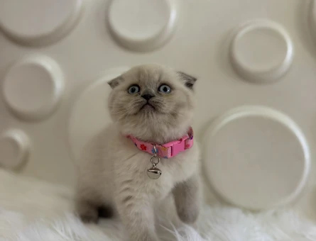 Scottish Fold Bluepoint Dişi 2 Aylık
