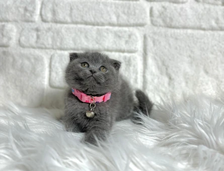 Scottish Fold Gri Top Kafa Dişi 2 Aylık