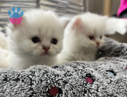 Scottish Straight Dişi ve Erkek