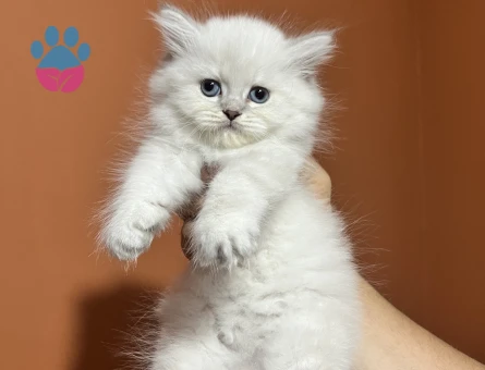 Scottish Straight Dişi ve Erkek