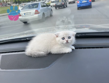 Scottish Straight Dişi ve Erkek