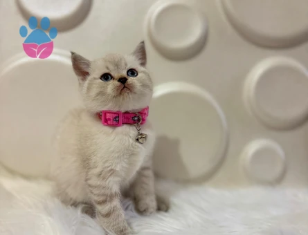 British Shorthair Lynx Point Dişi
