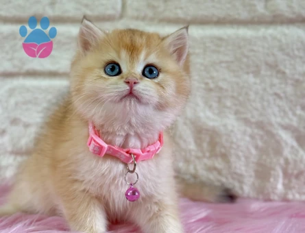British Shorthair Golden Dişi 2 Aylık Topaç Kafa
