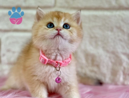 British Shorthair Golden Dişi 2 Aylık Topaç Kafa