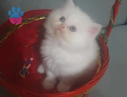 Beyaz Longhair Yavru Kedi 1 Yaşında