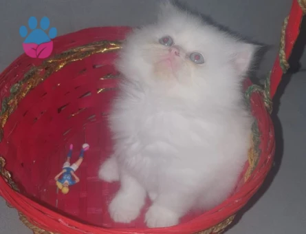 Beyaz Longhair Yavru Kedi 1 Yaşında