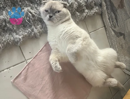 Erkek kedimize dişi kedi arıyoruz çiftleştirmek için