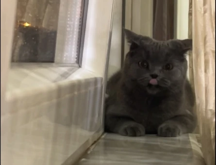 2 yaşında british shorthair dişi - 4564