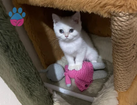 5 Aylık British Shorthair Blue Point
