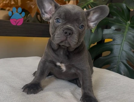 RENGARENK FRENCH BULLDOG YAVRULARIM EGZOTİK