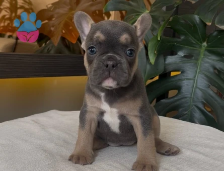 RENGARENK FRENCH BULLDOG YAVRULARIM EGZOTİK