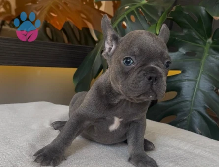 RENGARENK FRENCH BULLDOG YAVRULARIM EGZOTİK