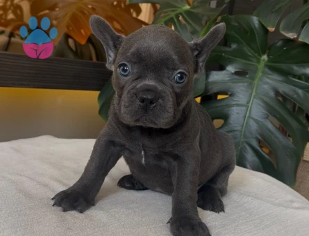 RENGARENK FRENCH BULLDOG YAVRULARIM EGZOTİK