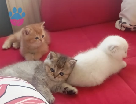Safkan British Shorthair 2 Aylık